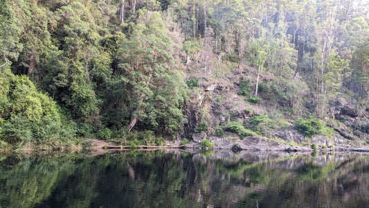 Where Have All the Bees Gone?