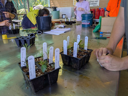 How Honey Helps You Propagate Native Plants