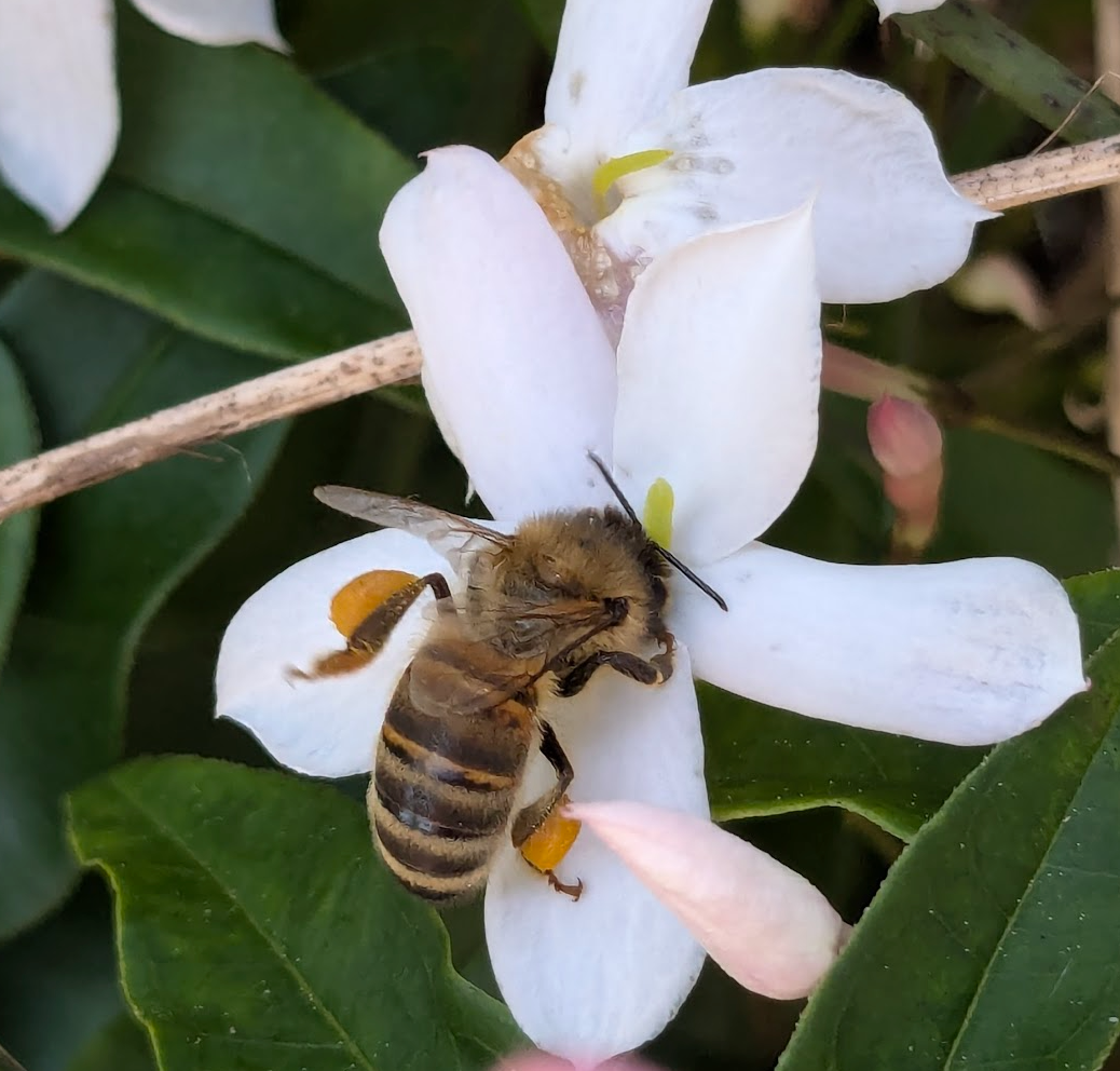 Australian Bee Pollen - 100g