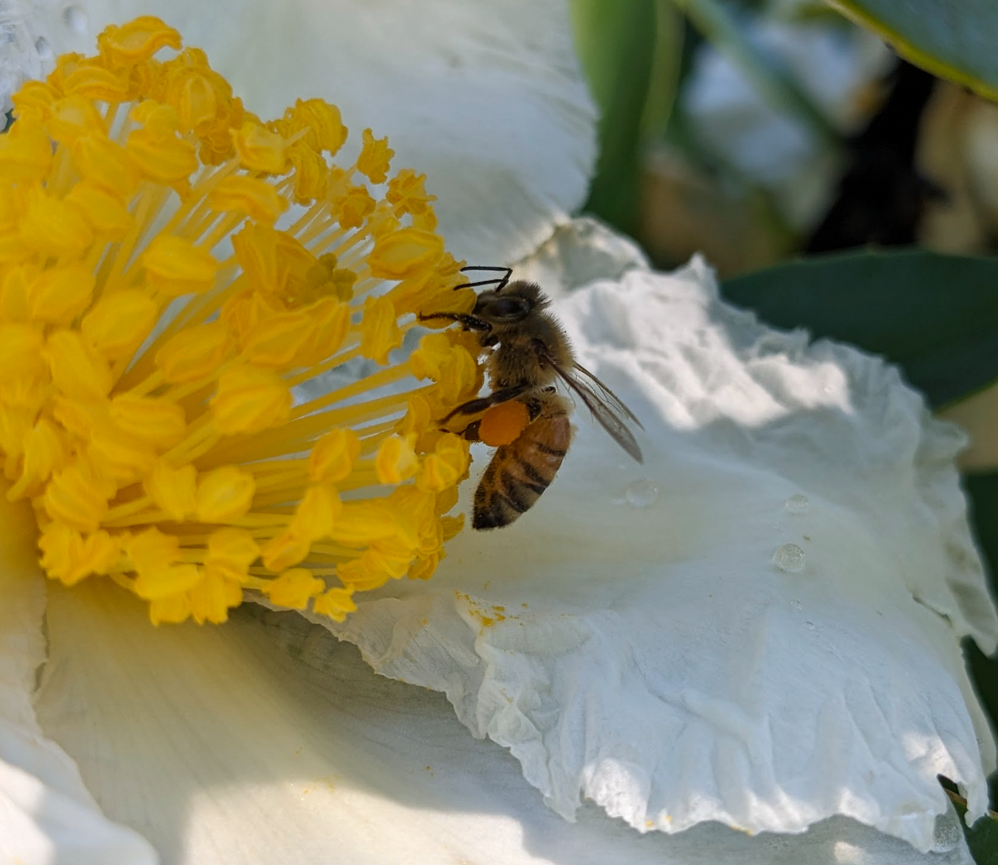 Australian Bee Pollen - 100g